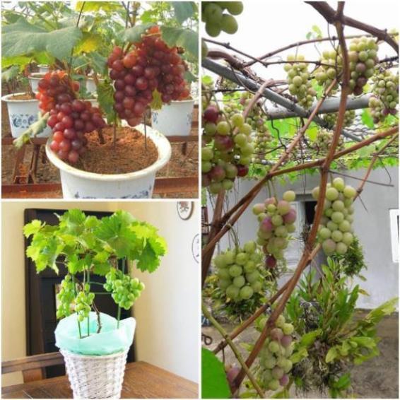 Sản phẩm CÂY GIỐNG NHO PHÁP