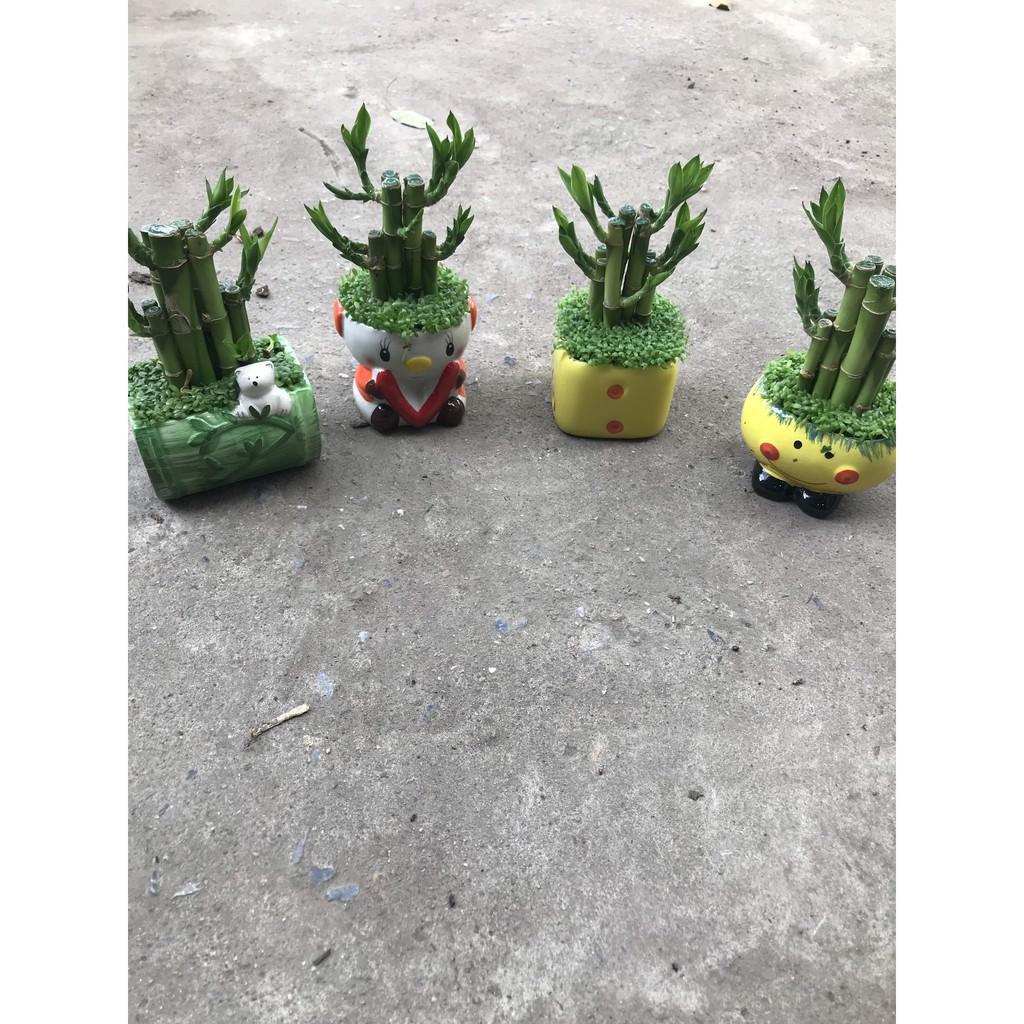 Chậu cây Phát Lộc- Cây Mini để bàn