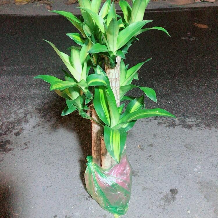 Cây Phát Tài 5 Thân