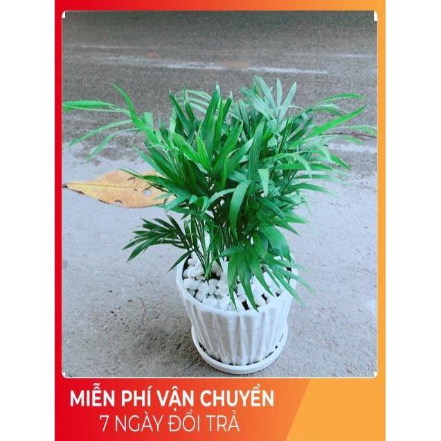 Chậu Cây Cau Tiểu Trâm