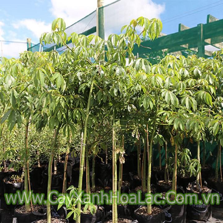 CÂY giống MỸ NHÂN