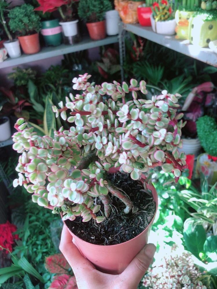 Cành Vàng Lá Ngọc Thân Cổ Thụ