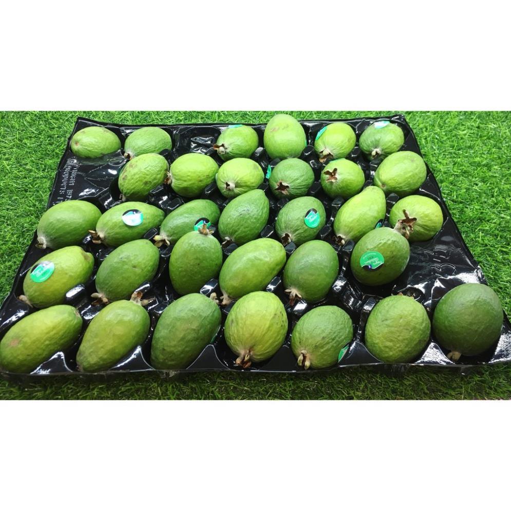 CÂY GIỐNG ỔI DỨA