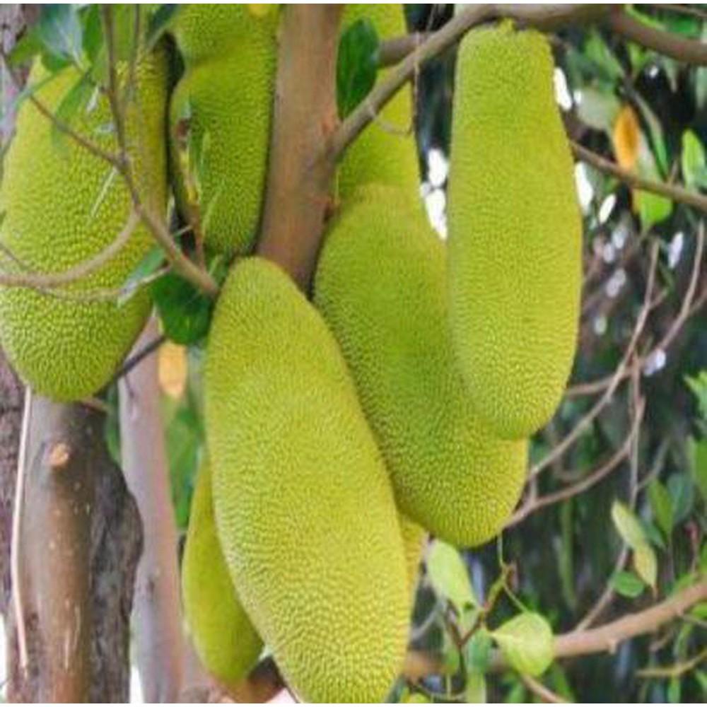 CÂY GIỐNG Mít Trái Dài Malaysia,CAM KẾT GIỐNG CHUẨN, BẢO HÀNH F1