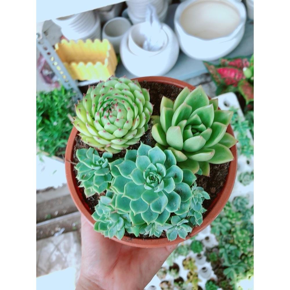 Chậu sen đá mix 3 cây lớn