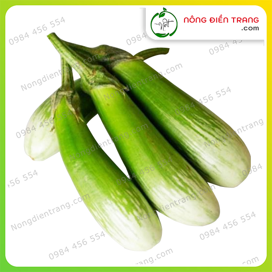 Hạt Giống Cà Xanh Sọc Lem Cà Phổi - Gói 0.5g - Sai Trái, Dễ Chăm Sóc, Sinh Trưởng Mạnh VTNN Nông Điền Trang