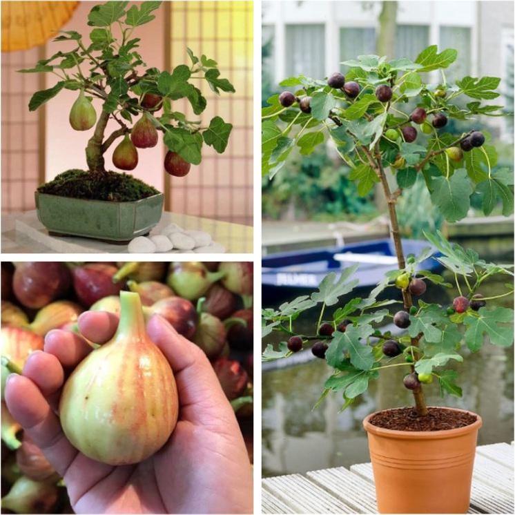 Hạt giống sung ngọt Mỹ  Gói 10 hạt/tặng kèm gói phân bón lót