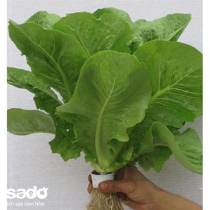 Hạt giống xà lách ROMAINE xanh CT98 - Gói 0.2gram