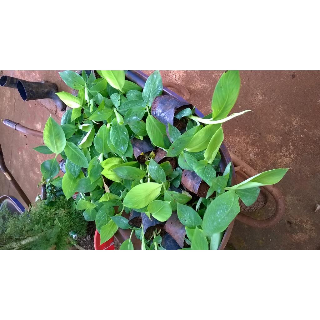 CÂY GIỐNG CHUỐI MẬT LÙN NAM MỸ. .