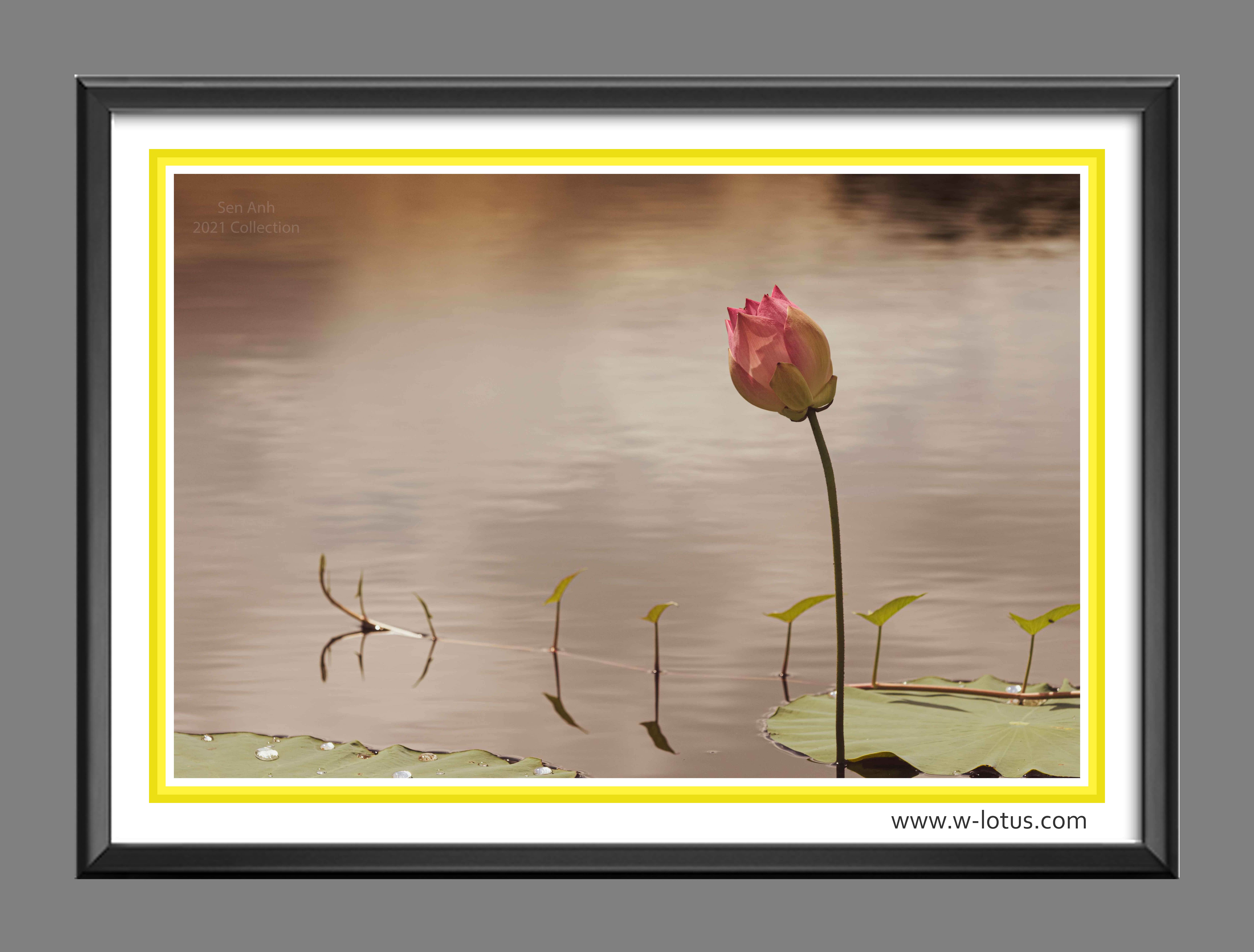 Tranh canvas hoa Sen treo phòng khách ST-00450