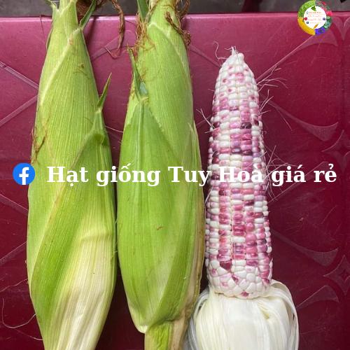 Hạt giống bắp nếp lai F1 tím hoa 35 gói 500 gram