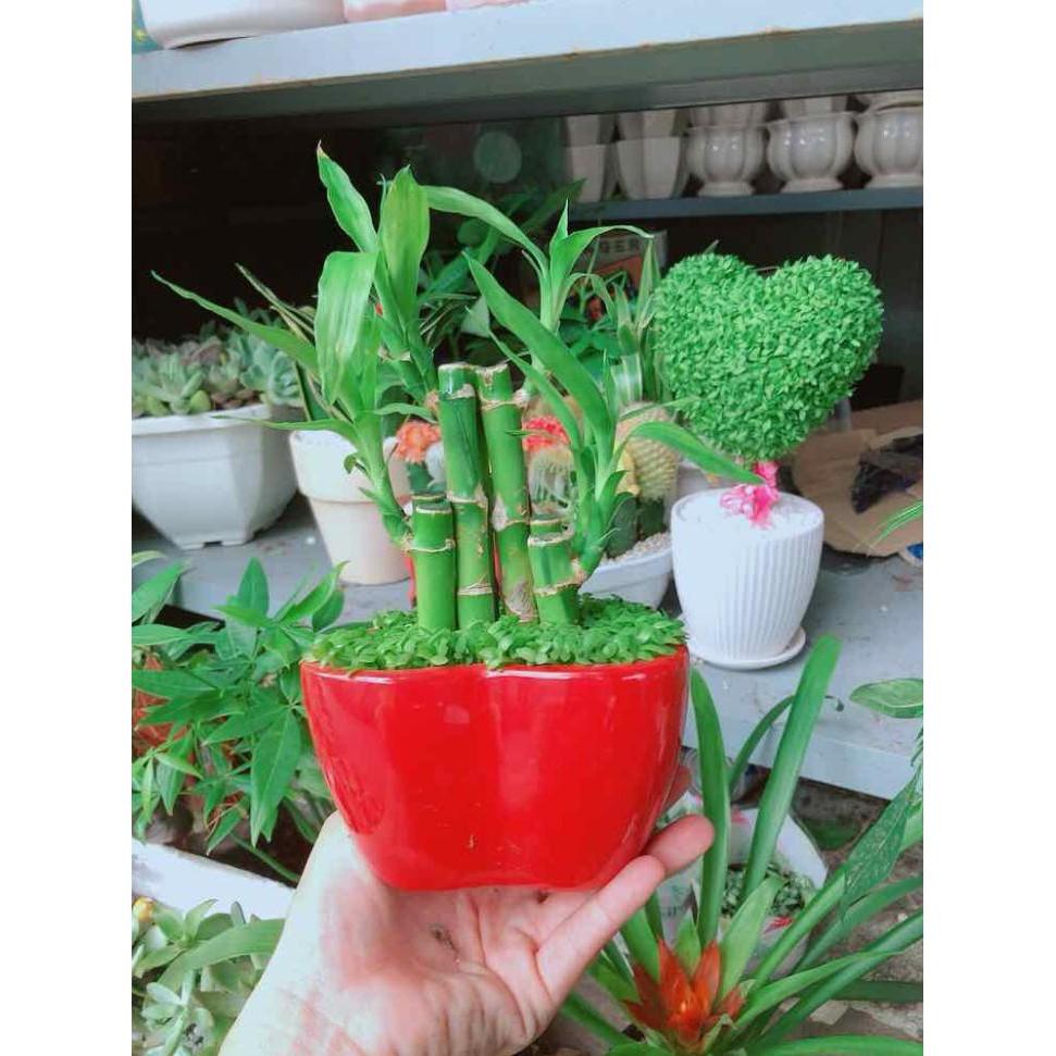 Chậu trúc phát tài Bán Chạy