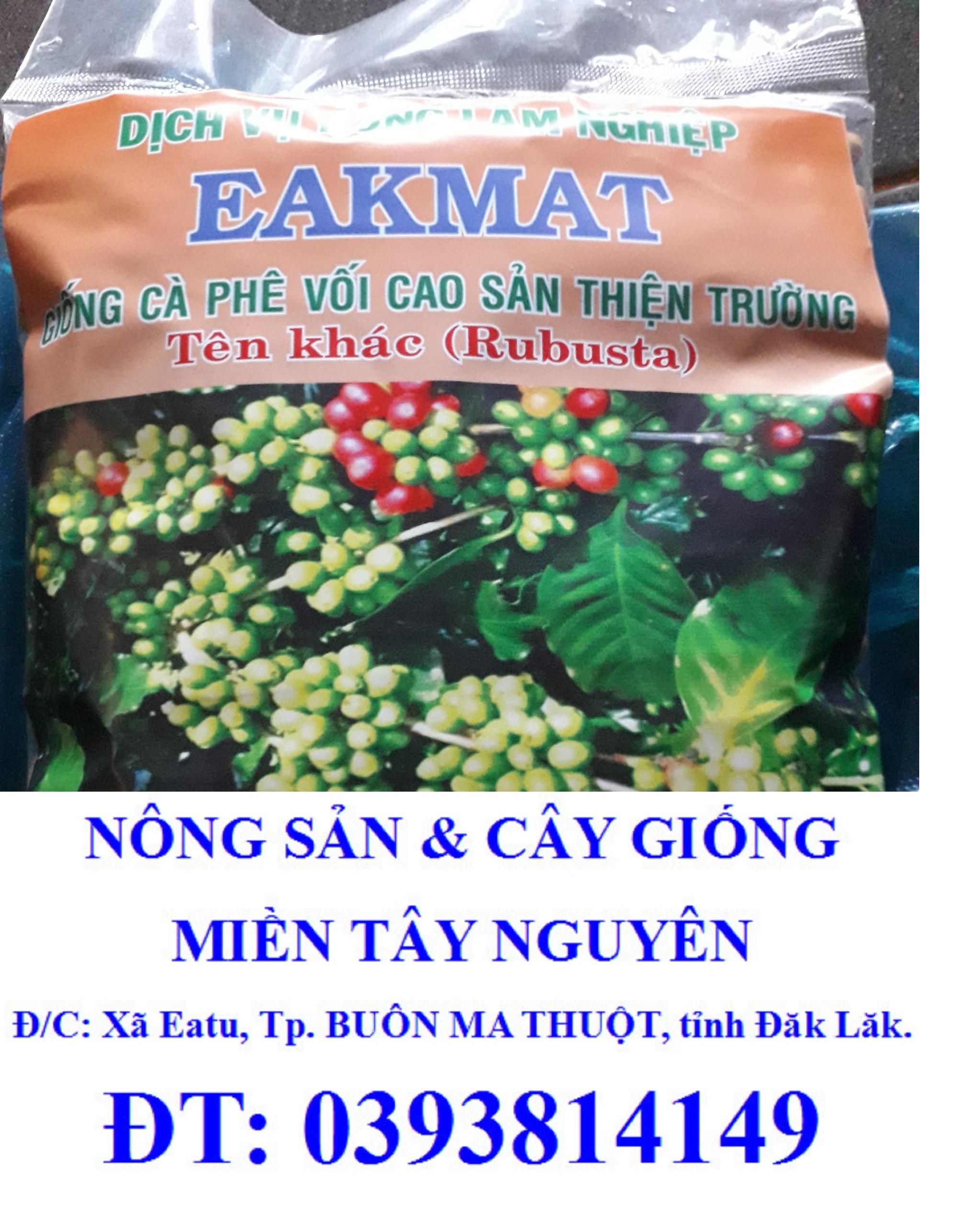 0,5 KG HẠT GIỐNG CÀ PHÊ THIỆN TRƯỜNG CAO SẢN 100% HẠT MỚI- TỶ LỆ NẢY MẦM CAO.