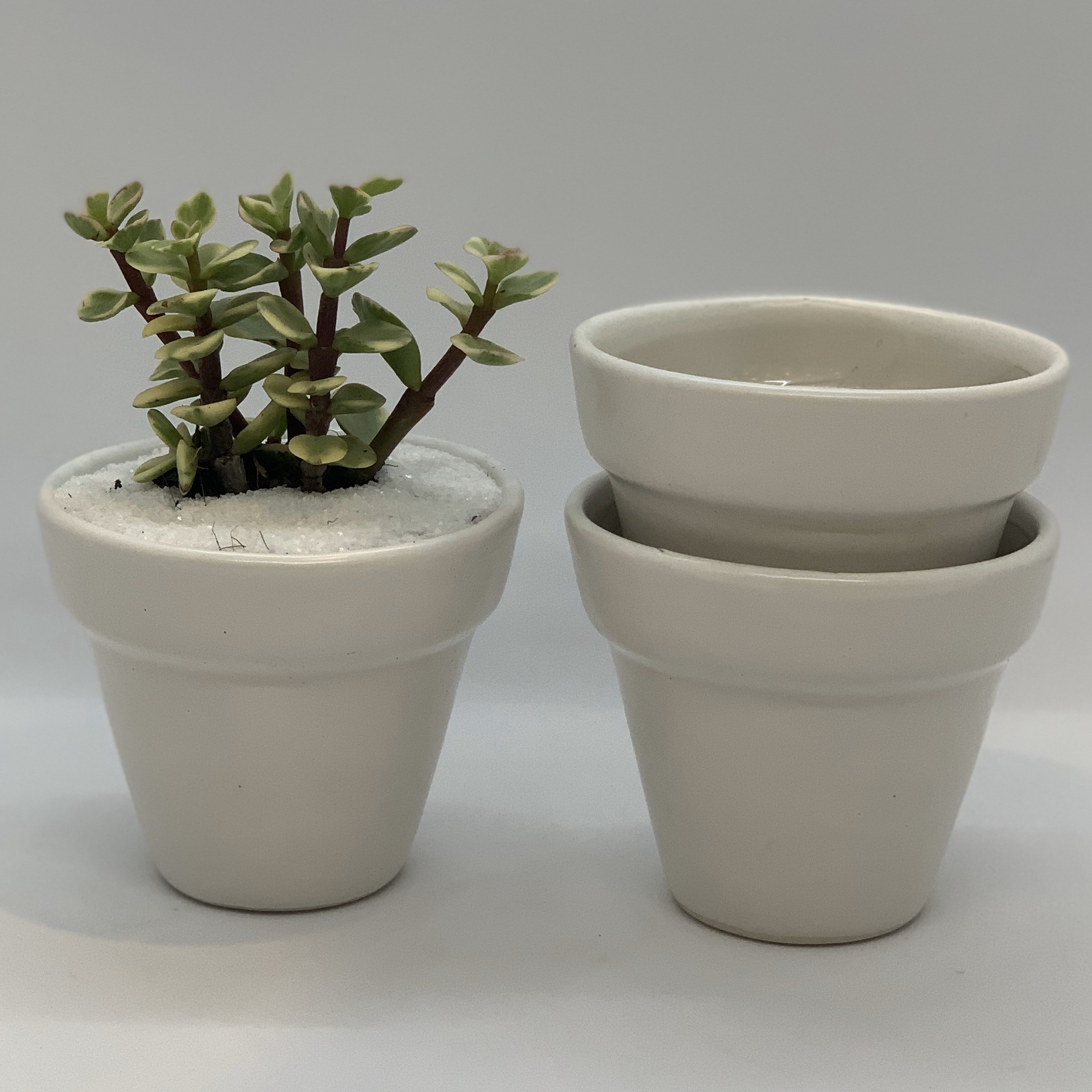 Bộ 3 Chậu Sứ - 7x7x7 Cm - Mầu Trắng - Dáng Trôn Ốc - Chậu Gốm Bát Tràng Trồng Cây Mini Để Bàn, Tiểu Cảnh Terrarium, Sen Đá & Xương Rồng