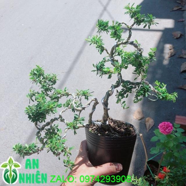 Cây Linh Sam Bonsai