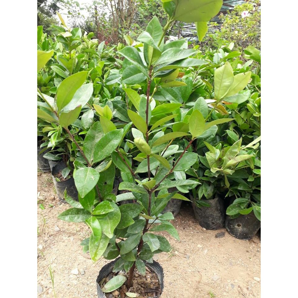 CÂY GIỐNG LÁ VỐI