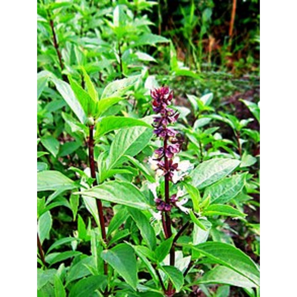 HẠT GIỐNG RAU QUẾ LÁ TO CAO SẢN