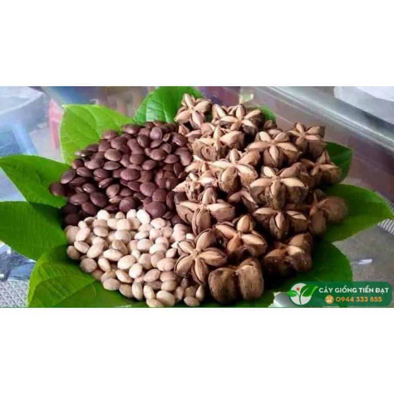 1kg hạt sachi tuyển chọn