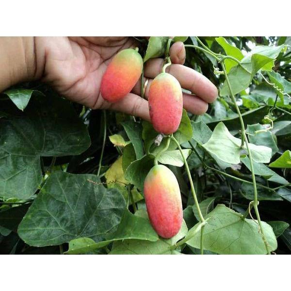 Hạt Giống Cây Bình Bát Dây