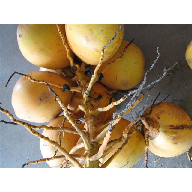 Cây giống Dừa Vàng Tam Quan_Dừa Xiêm Vàng