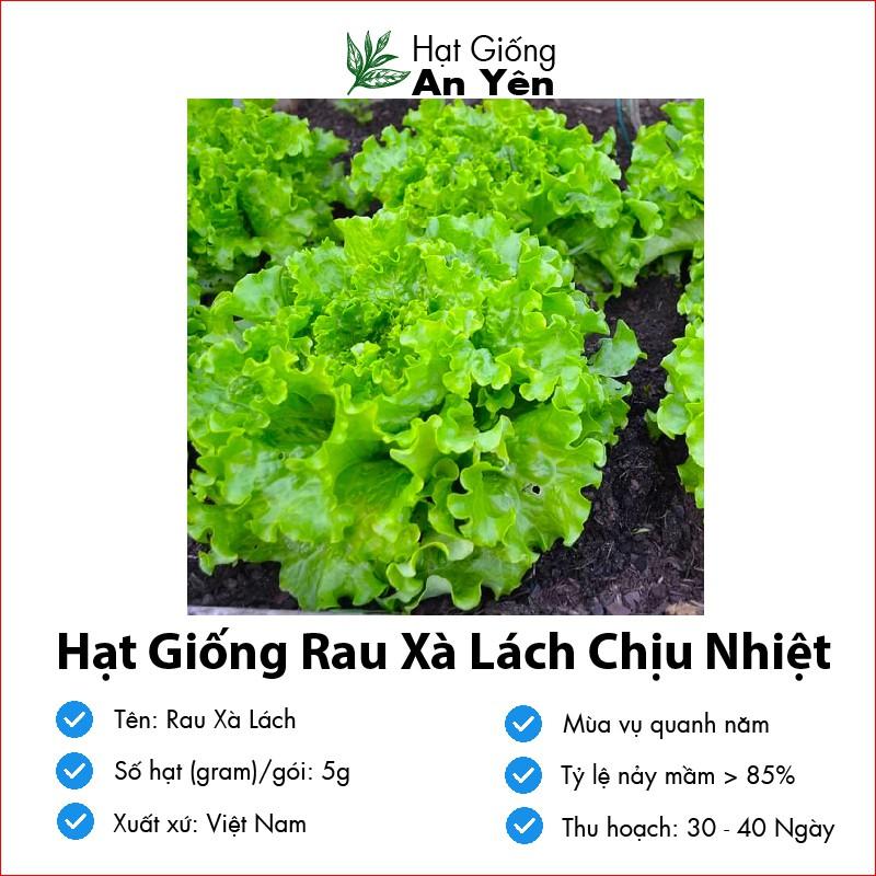 Hạt giống rau Xà Lách chịu nhiệt thu hoạch sớm, dễ trồng, nảy mầm cao, sinh trưởng khoẻ