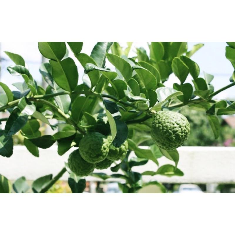 Cây giống chanh chúc, chanh thái cây ươm từ hạt