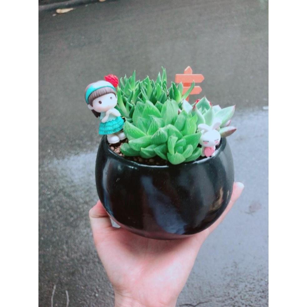 Chậu sen đá tiểu cảnh Bán Chạy