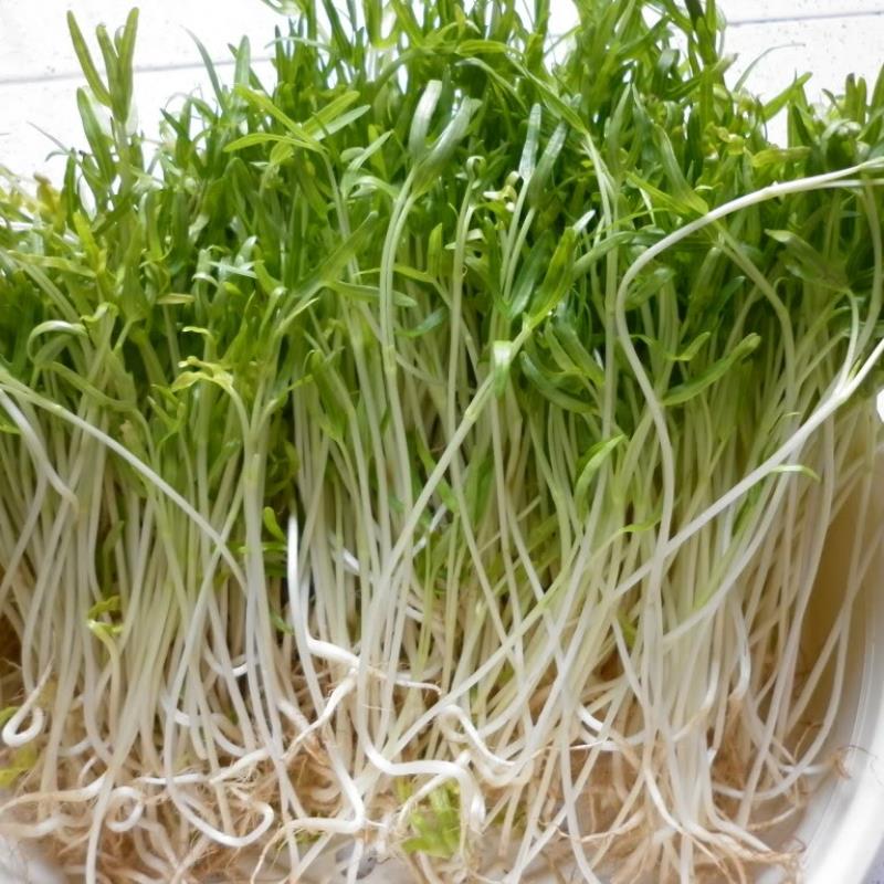 Hạt rau mầm rau muống Thái Lan siêu giòn ngọt - 1kg