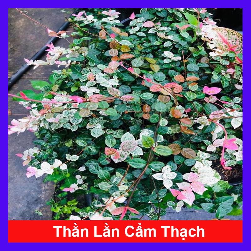 Cây thằn lằn cẩm thạch ( cây thằn lằn leo tường ) + tặng phân bón cho cây