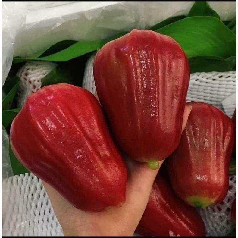 Mận An Phước / roi đỏ , xanh