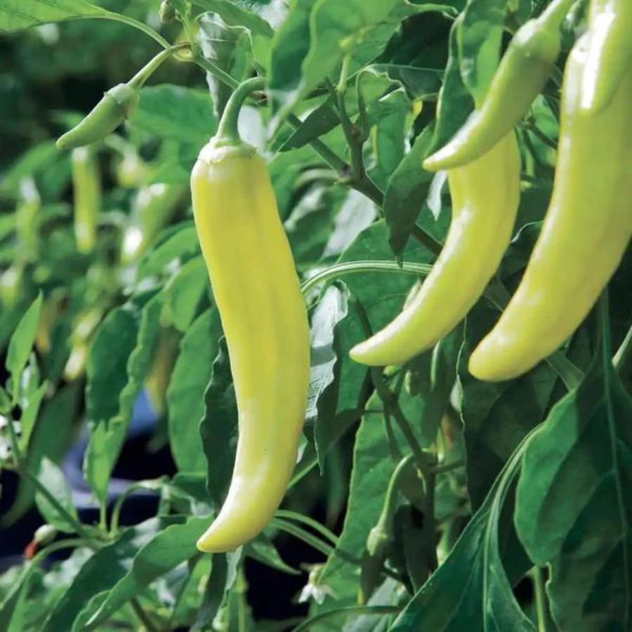 Hạt giống ớt sừng vàng Banana cao sản - gói 15 hạt