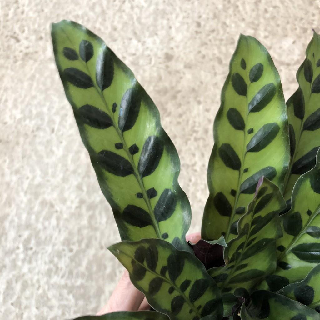 Cây đuôi công lá dài, chiều cao cây 15-20cm lá thuôn dài cực đẹp dễ dàng chăm sóc, thích hợp trang trí sân vườn nội thất