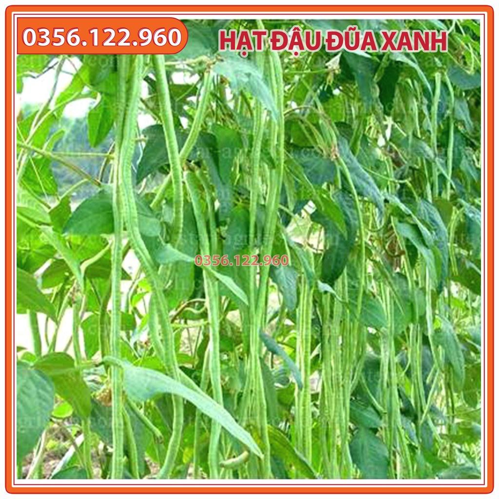 Hạt giống đậu đũa xanh cao sản F1 - gói 20g