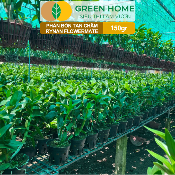 Phân Bón Thông Minh Rynan GreenHome, Hũ 150gr, Giải Pháp Dinh Dưỡng Tan Chậm Cho Lan Và Cây Cảnh