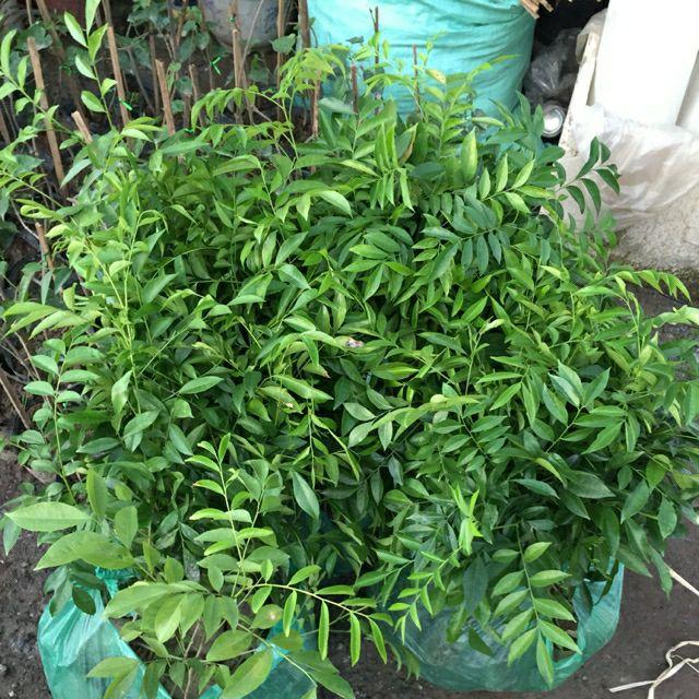 Cây móc mật combo 5 cây