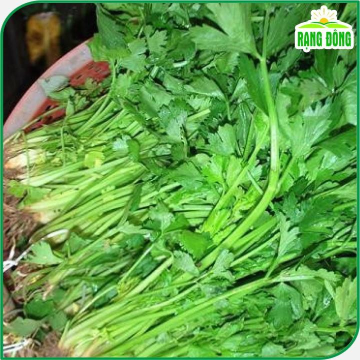 Hạt giống Rau Cần Tây Thera Chịu Nhiệt, Sinh Trưởng Tốt - Hạt Giống Rạng Đông