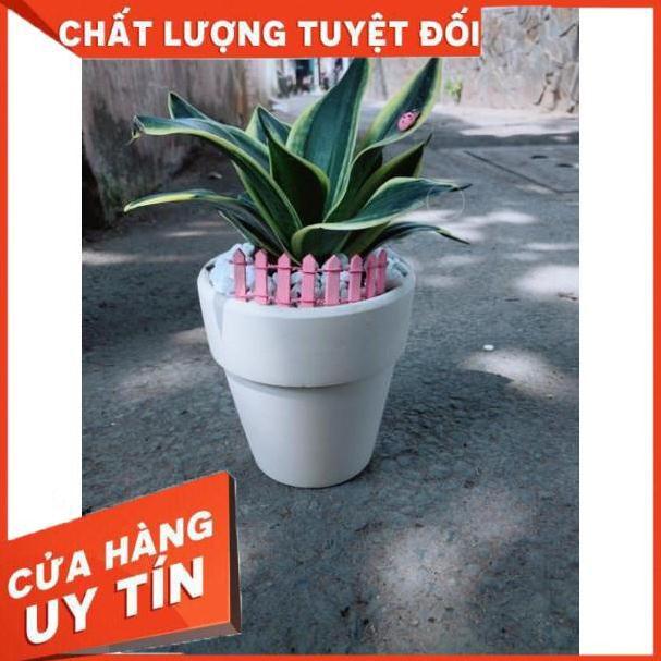 Chậu lưỡi hổ xanh thái