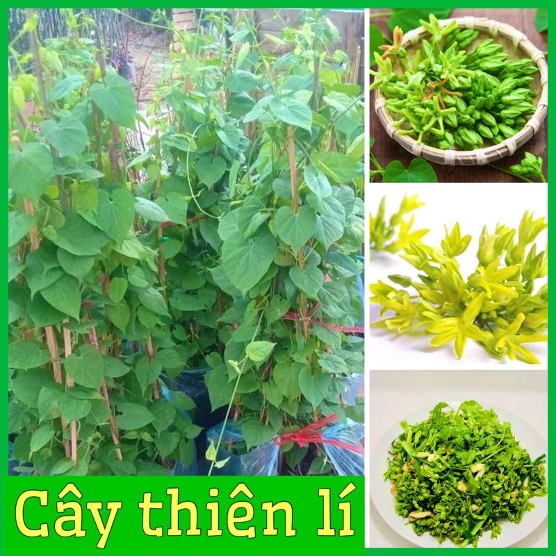 CÂY GIỐNG THIÊN LÍ SIÊU HOA đã leo dài 60-90cm sức sống tốt ( ảnh thật hình cuối )