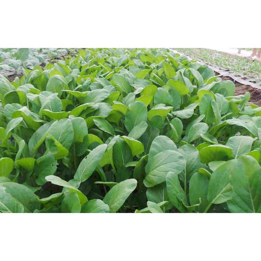 Hạt Giống Rau Cải Ngọt Loại Siêu Dễ Trồng & Dễ Thu Hoạch Tặng kèm Hướng Dẫn Trồng