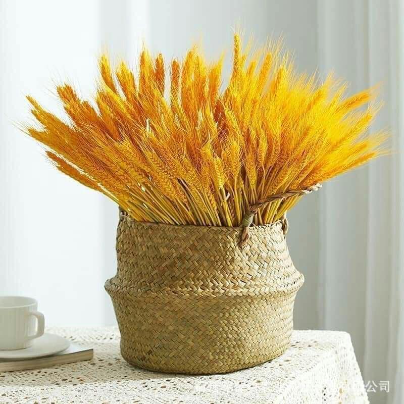 Bó Hoa 100 Bông Lúa Mạch Khô Decor Trang Trí