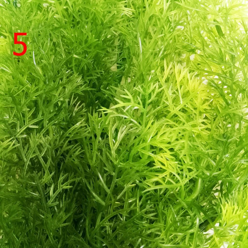 Cây Trang Trí Bể Cá Size Lớn - Đồ Trang Trí Hồ Cá
