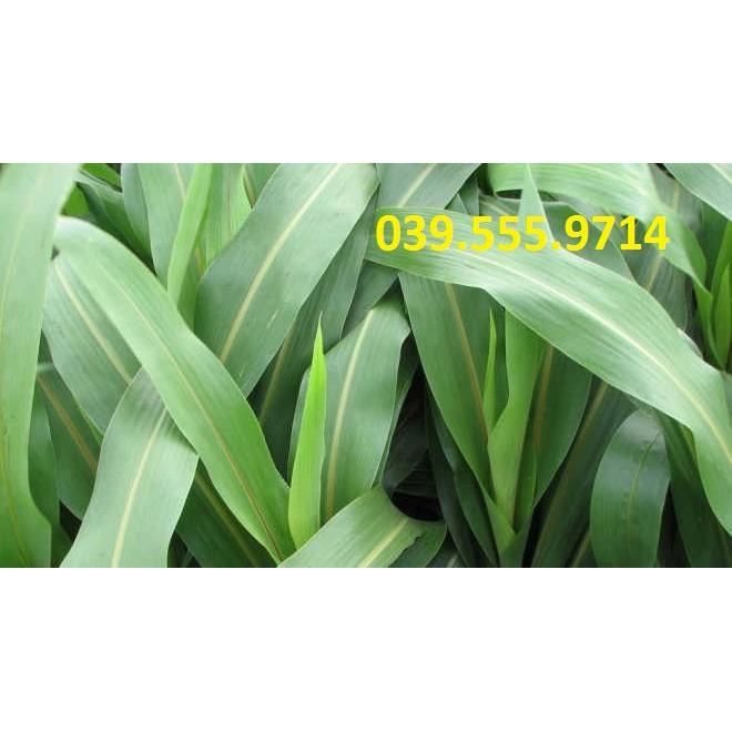 Hạt Cỏ Ngọt Lai 1kg - Cỏ Chăn Nuôi
