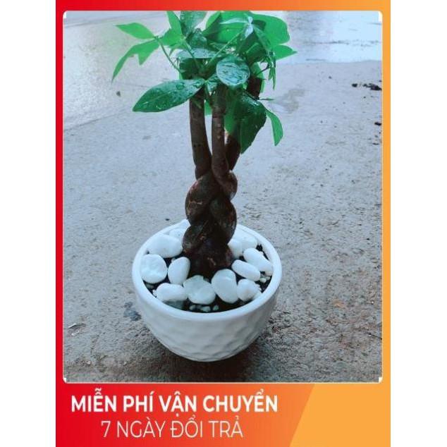 Chậu Kim Ngân Thắt Bính 3 Thân