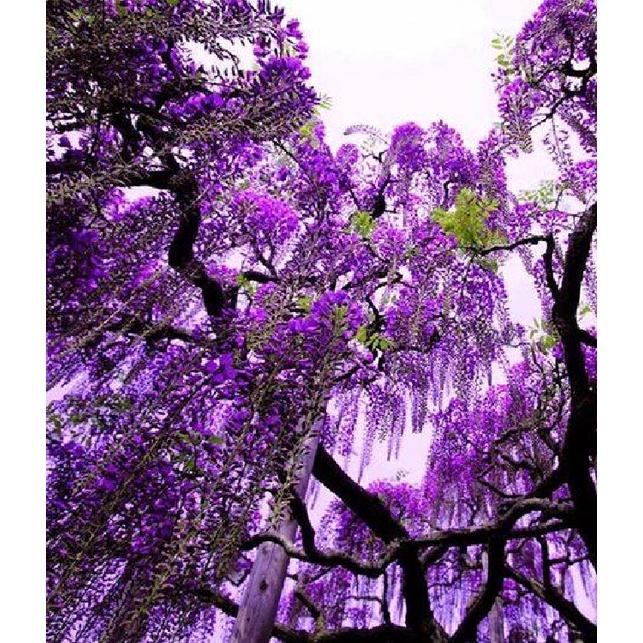 Hạt giống hoa tử đằng hoa màu tím KNS3480- Gói 5 hạt