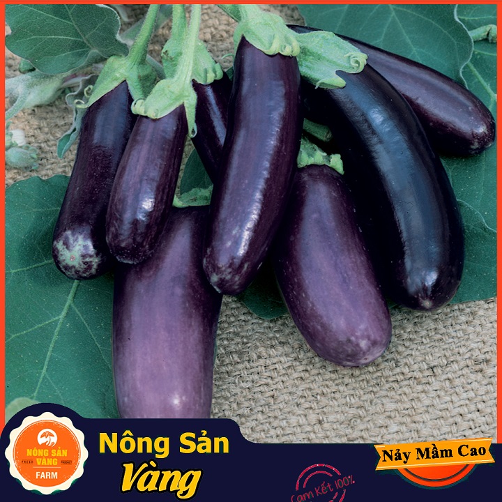 Hạt giống Cà Tím Quả Dài Năng Suất Cao - Nông Sản Vàng