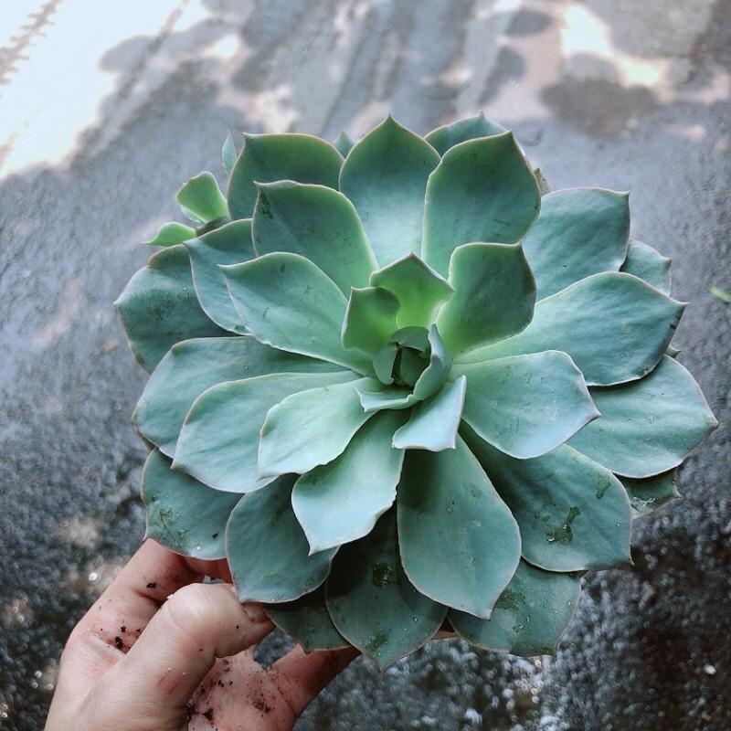 Sen Đá Hồng Phấn Lớn