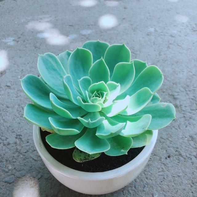 Chậu Sen Đá Xanh Đất Size Đại