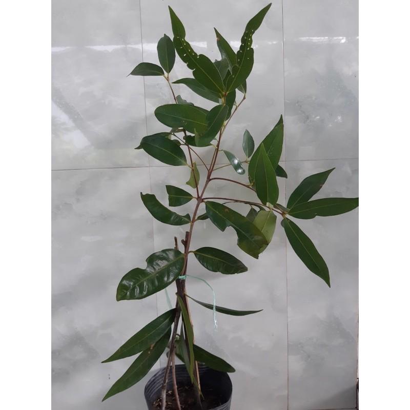 Giống Mận Yến Trái Mini Trồng Chậu Cảnh Siêu Quả