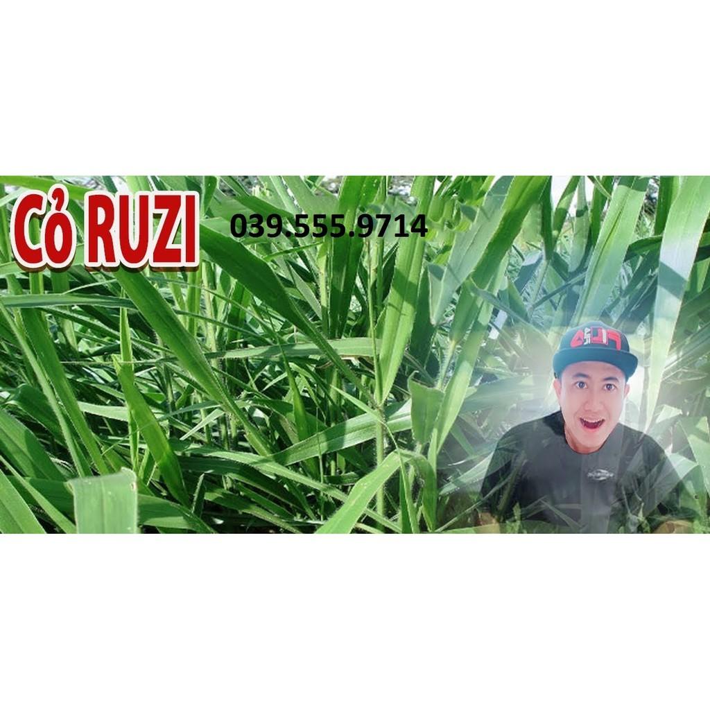 Hạt Cỏ Ruzi - Cỏ Chăn Nuôi Chịu Giẫm Đạp 200g