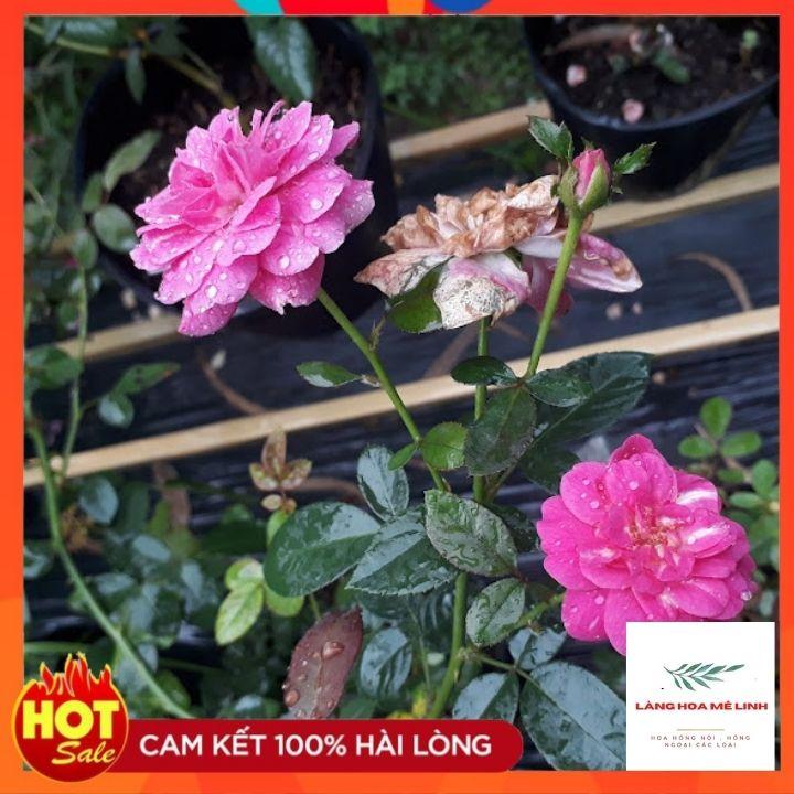 Hoa hồng bụi tím Blue Boy Rose cây rất thường xuyên cho hoa,mỗi đợt hoa tạo thành từng chùm.